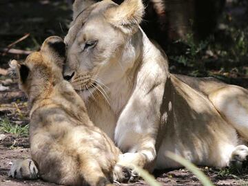 En Africam Safari ahora puedes alimentar a los leones