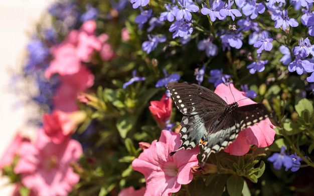 El significado de la visita de una mariposa según el Feng Shui. Fuente: Freepik.