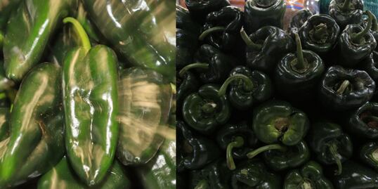 ¿Está en riesgo la temporada de chiles en nogada por el calor?