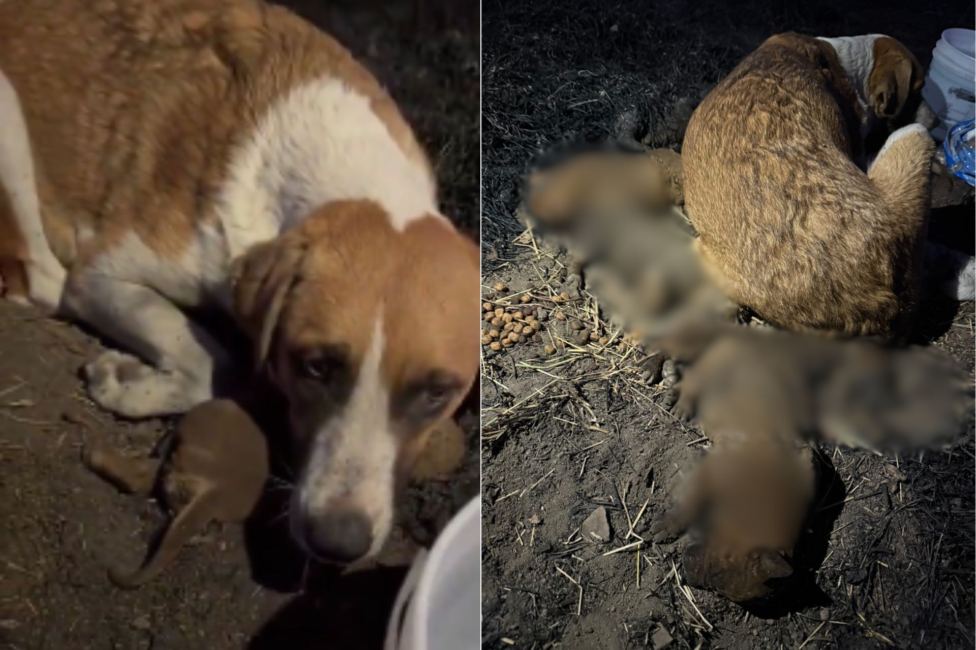 Queman vivos a cachorros en San Pedro Cholula, su madre no los abandona