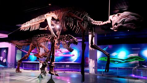 Museo de la Evolución en Tehuacán, Puebla. Horarios, salas y precios