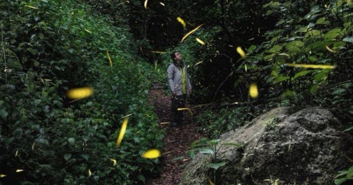Foto: bosquemagico.com