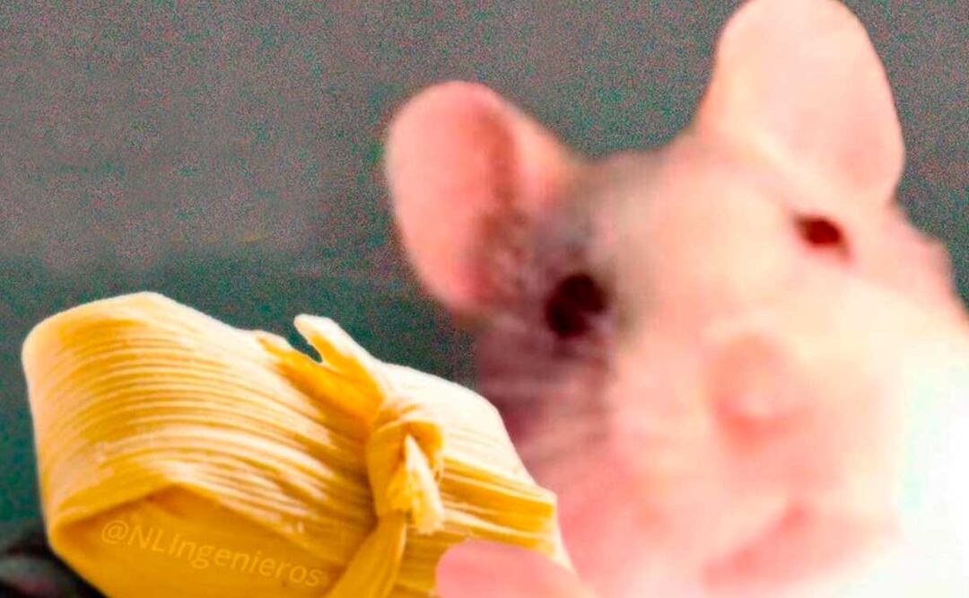 Este 2 de febrero los mexicanos celebramos el Día de la Candelaria con unos ricos tamales de dulce, mole, rajas o gourmet y también con memes | Foto: especial