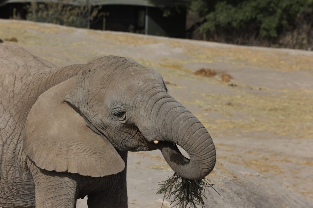 En la red social X se pidió el rescate de animales provenientes de shows de circo | Foto: EsImagen