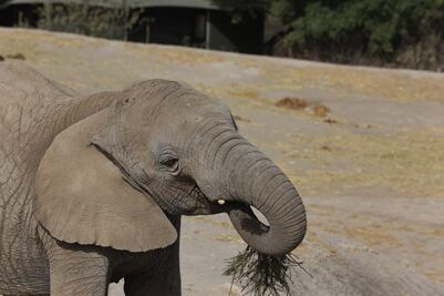 Piden a Africam Safari rescatar a una elefanta, dos felinos y un dromedario
