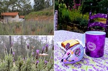 El bosque de Puebla donde puedes hacer senderismo sin subir una montaña