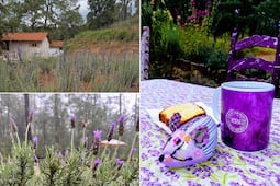 El bosque de Puebla donde puedes hacer senderismo sin subir una montaña