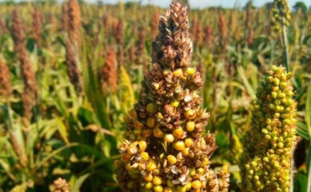 Los efectos del cambio climático golpearon al campo poblano en el cultivo del sorgo | Foto: Archivo El Universal