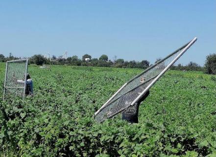 Ejidatarios inconformes retiran cerco del socavón de Zacatepec