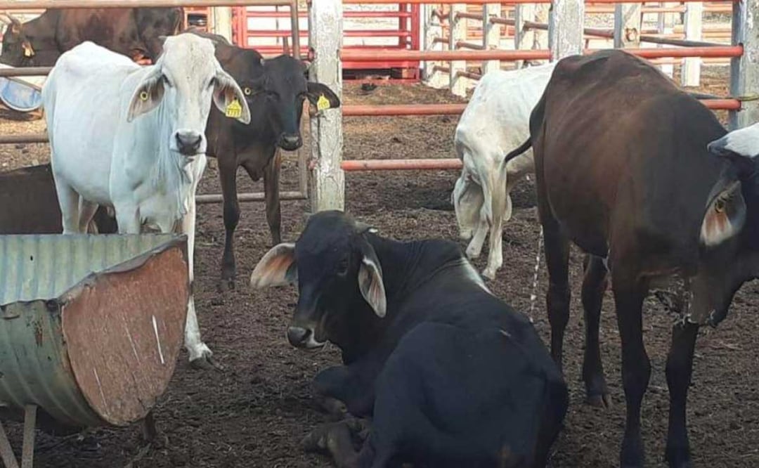 Dos importantes zonas ganaderas se ubican al norte del estado de Puebla | Foto: Archivo El Universal