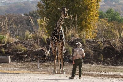 Cuánto cuesta viajar en autobús de Cuernavaca a Africam Safari para ver a Benito