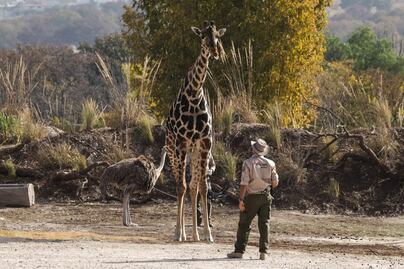Cuánto cuesta viajar en autobús de Cuernavaca a Africam Safari para ver a Benito
