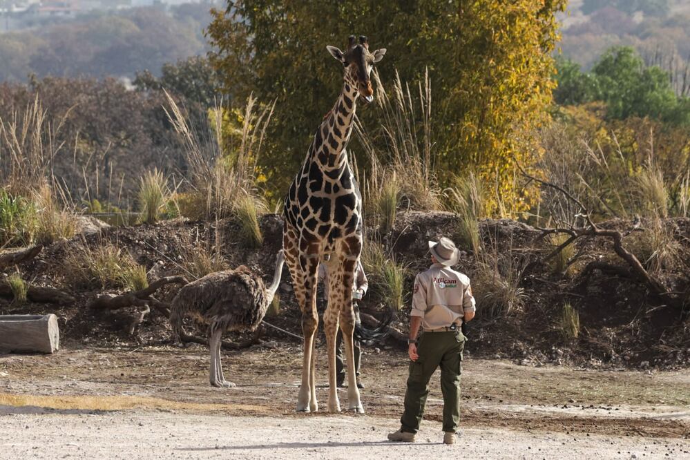 Es posible visitar a la jirafa Benito viajando en autobús desde Cuernavaca | Foto: EsImagen
