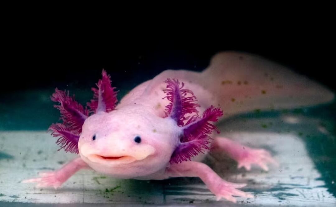 La UNAM te da la oportunidad de adoptar a un ajolote. Foto: Archivo El Universal