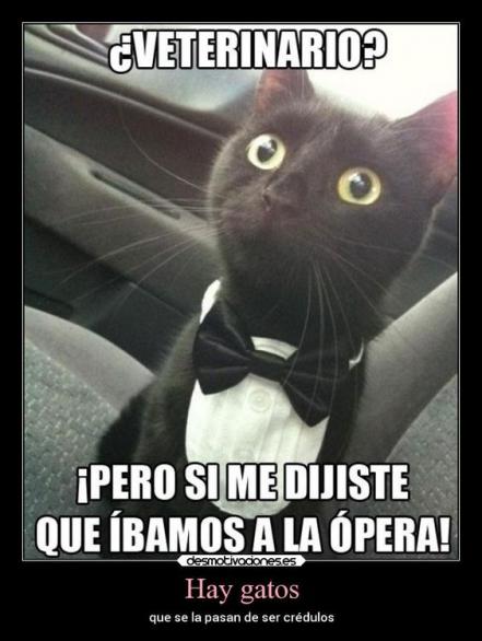 Día Mundial del Gato 2022. No le busques tres memes al gato, sabiendo que tiene cuatro