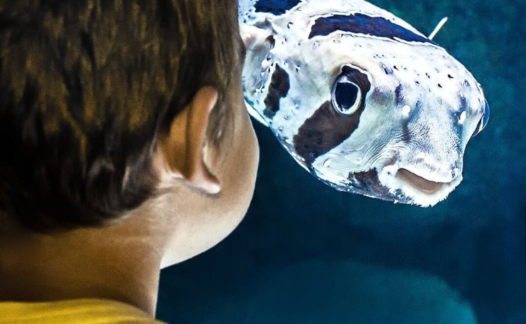Ir al acuario Michin, al museo de la Constancia Mexicana o a un parque de diversiones son los mejores planes para celebrar el Día del Niño. | Foto: Instagram Acuario Michin Puebla