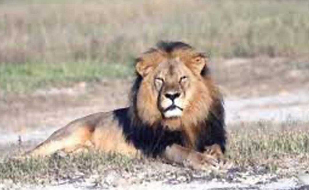 Un león viviendo en Balcones del Sur como si nada; lo reportaron en redes | Foto: archivo El Universal