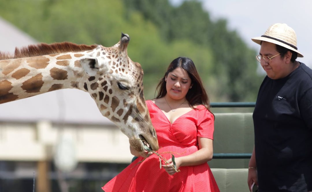 Reino Animal es un parque de conservación que se ubica muy cerca del estado de Puebla | Foto: Agencia Es Imagen para El Universal Puebla