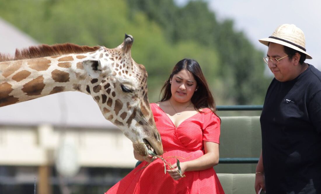 Reino Animal es un parque de conservación que se ubica muy cerca del estado de Puebla | Foto: Agencia Es Imagen para El Universal Puebla