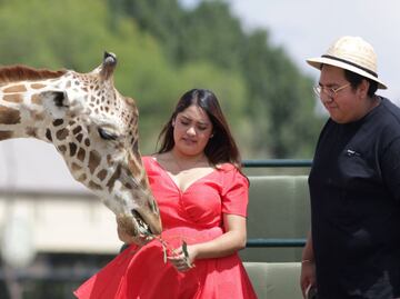 Desayuno con jirafas, la increíble hazaña a menos de dos horas de Puebla