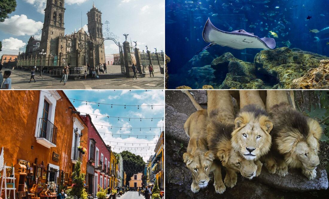 Hay lugares imperdibles en Puebla | Foto: Pexels / Acuario Michin / istockphoto / Africam Safari