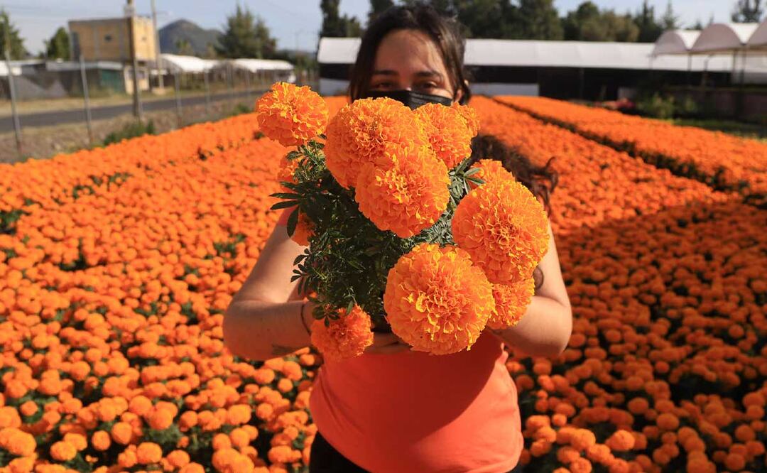 Esta flor es característica de la temporada de muertos | Foto: Agencia Es Imagen para El Universal Puebla