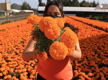 Puebla es el principal productor nacional de flor de cempasúchil