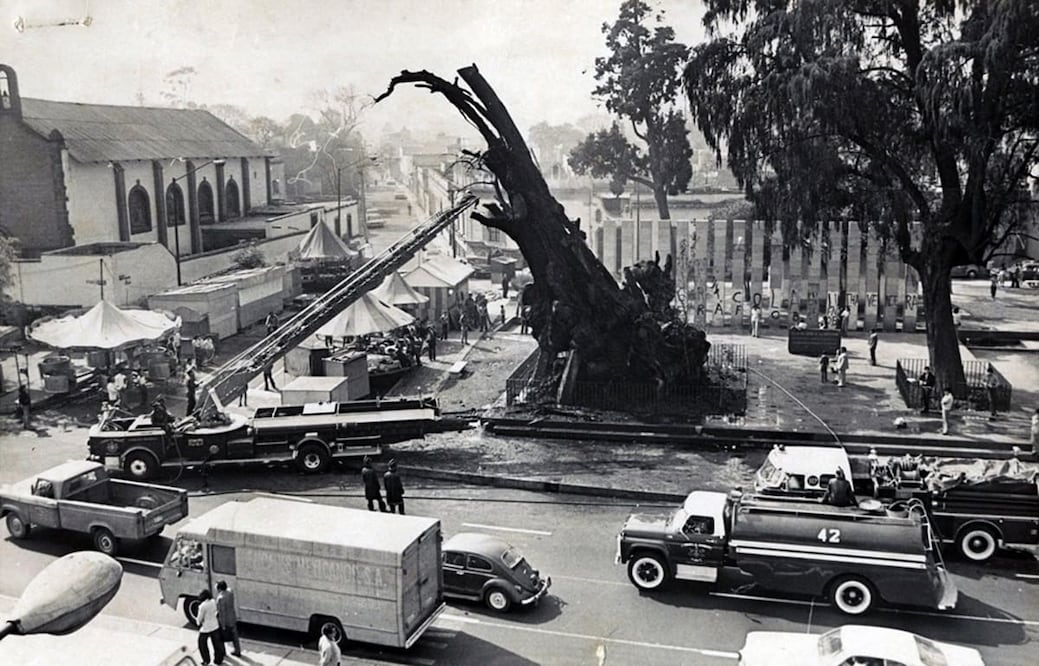 En 1870 vendieron el "Árbol de la Noche Triste" a extranjeros, de modo que por un breve tiempo fue posible que esta foto de su incendio en 1980 no se hubiera tomado nunca. Archivo EL UNIVERSAL.
