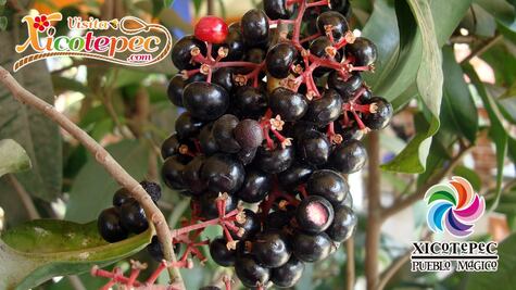 Qué es el vino de acachul, la bebida huasteca de la sierra norte de Puebla