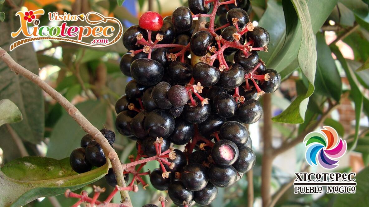 Foto: Xicotepec Pueblo Mágico