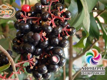 Qué es el vino de acachul, la bebida huasteca de la sierra norte de Puebla