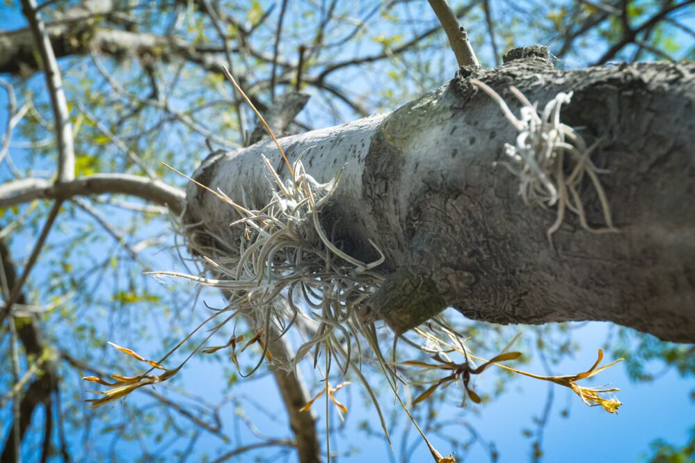 El heno motita es la planta que ha causado severos daños al arbolado | Foto: EsImagen