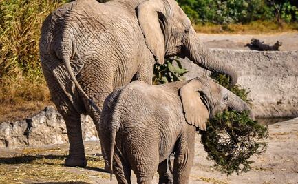 Concluye con éxito la campaña Verde Navidad, en coordinación con Africam Safari y el Gobierno de Pepe Chedraui
