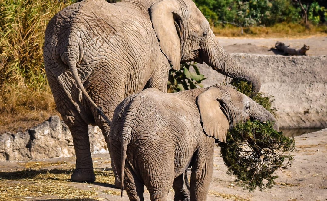 Los participantes podrán hacer válido su cupón 2x1 para ingresar a Africam Safari o Arboterra hasta el 15 de marzo | Foto: Ayuntamiento de Puebla