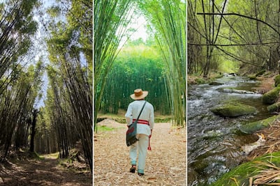 Este es el bosque más bonito de Puebla para una caminata tranquila