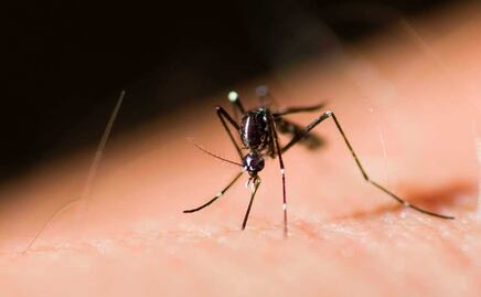 Dengue afecta a 80 municipios en Puebla