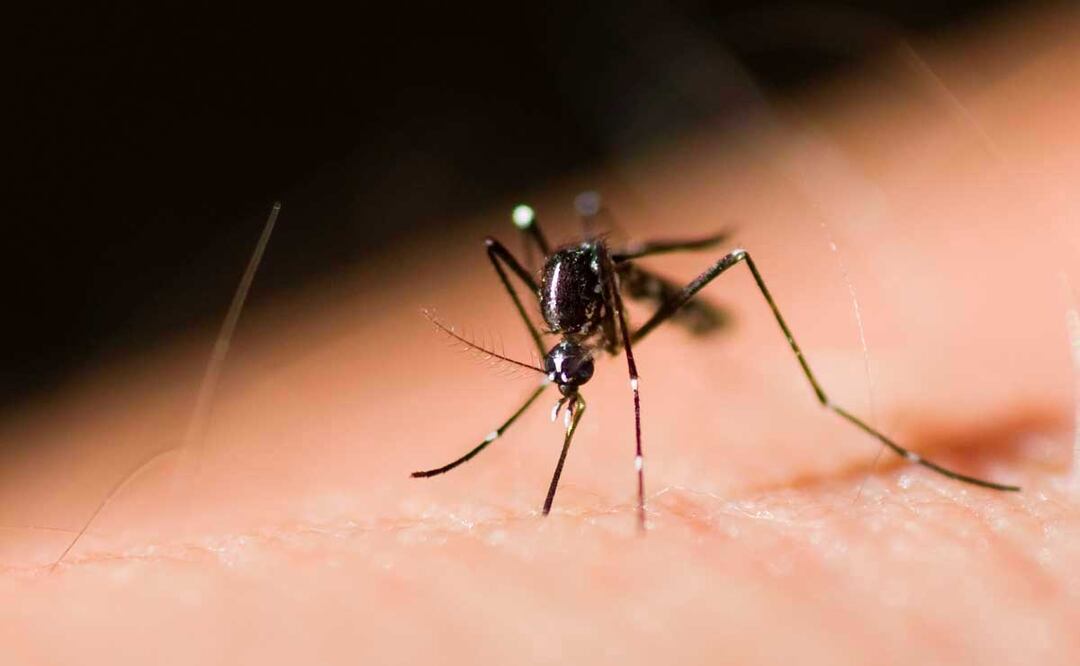 Al corte del 17 de septiembre fueron seis los nuevos contagios por dengue | Foto: Archivo El Universal