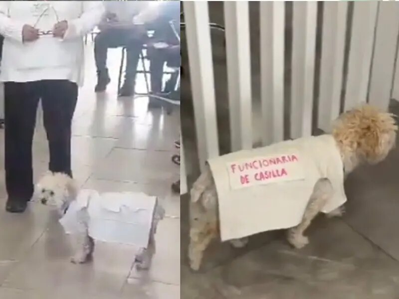 Con el clásico chaleco gris del INE, podrás ver cómo nuestros queridos defensores de la democracia se mantienen atentos para que nadie pierda la fila de votación.

Foto: Producción El Universal Puebla