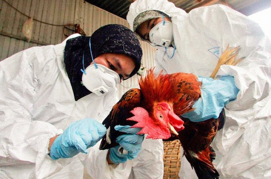 La Secretaría de Salud informó que la persona fallecida a causa de la gripe aviar, cuyo caso fue detectado y tratado en la Ciudad de México, tenía historial médico de diabetes tipo 2 y presión arterial alta. 

Foto: Producción El Universal Puebla