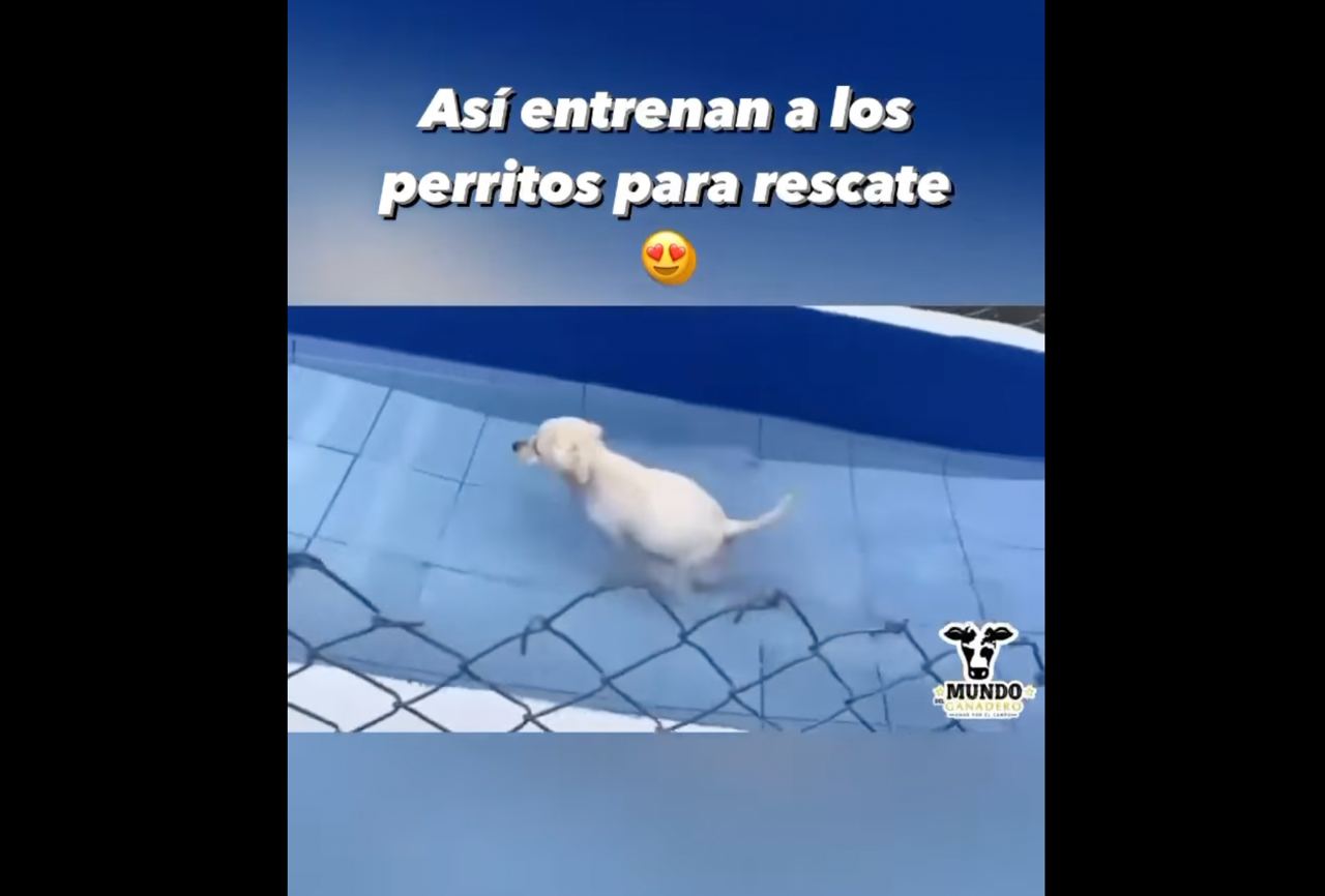 Descubre cómo entrenan a los perritos rescatistas