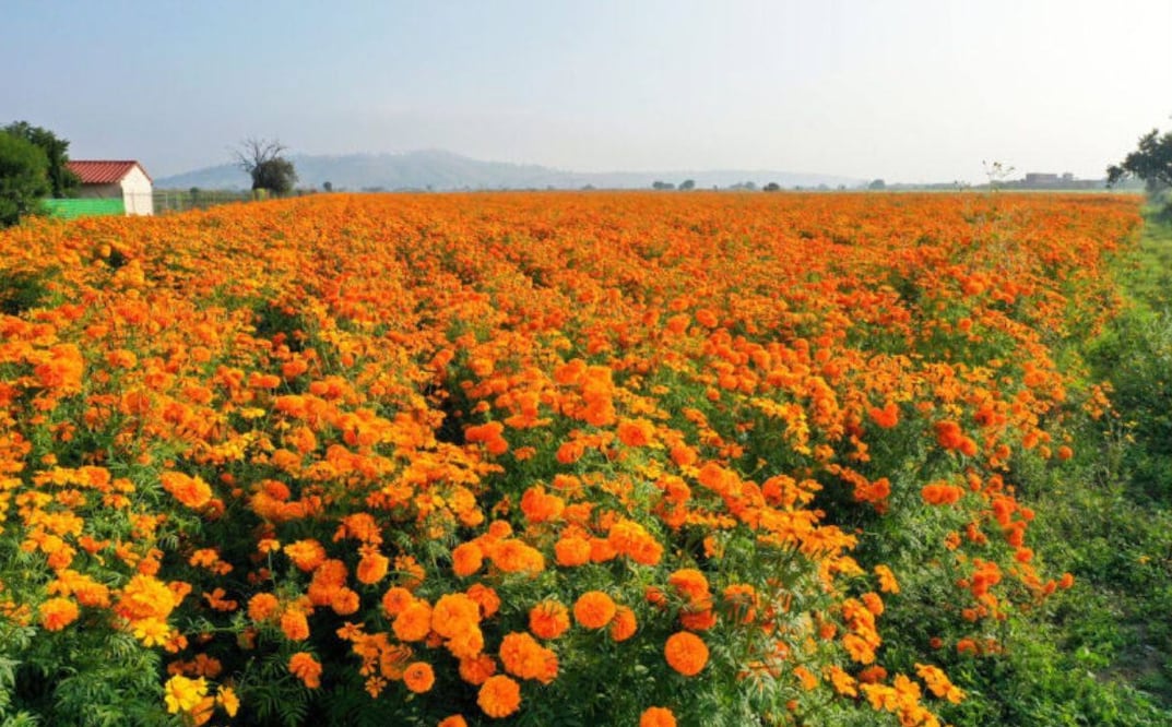 Los campos de cempasúchil se han convertido en una atracción emblemática | Foto: Redes sociales / a quien corresponda