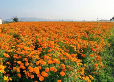 Campos de cempasúchil en el Pueblo Mágico de Atlixco: ¿dónde están?