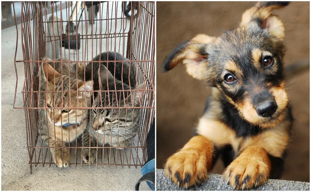 Por maltrato a gatos, ciudadano deberá pagar multa de 9 mil pesos | Foto: Ayuntamiento de Puebla