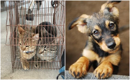 Sanciona Gobierno de la Ciudad a ciudadano por maltrato animal