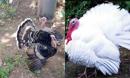 ¿Es lo mismo pavo que guajolote?