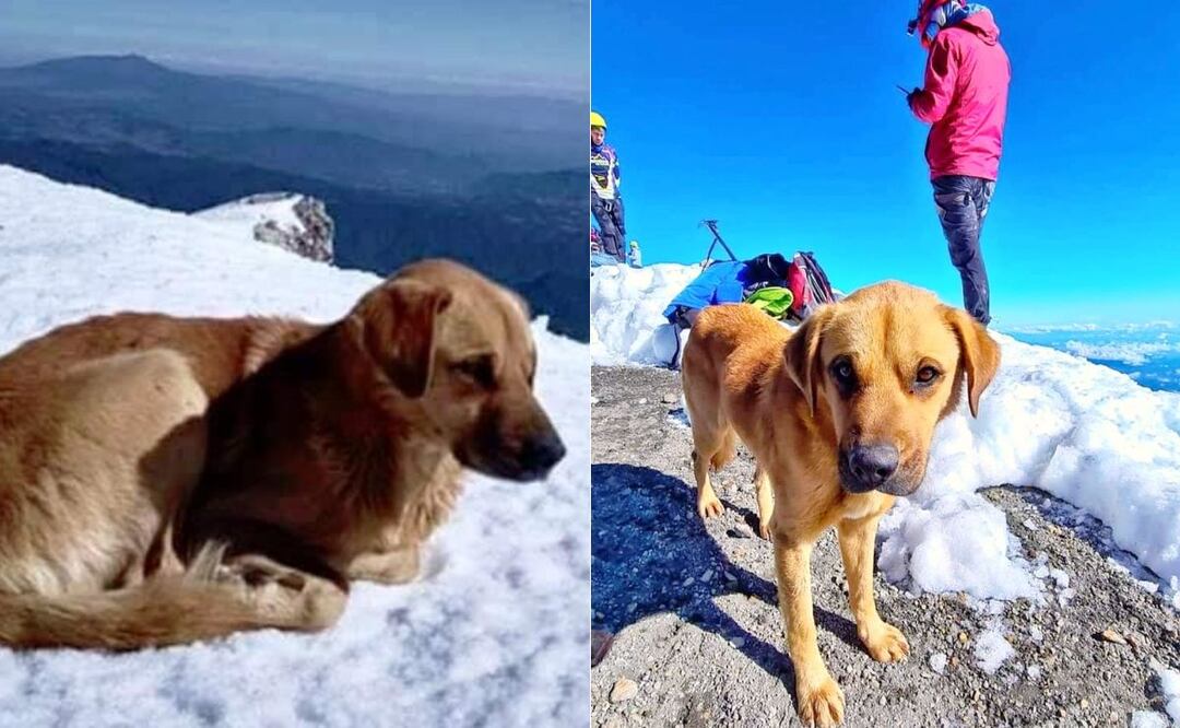 Canelo se viralizó en redes por su historia en el Pico de Orizaba | Foto: Redes Sociales
