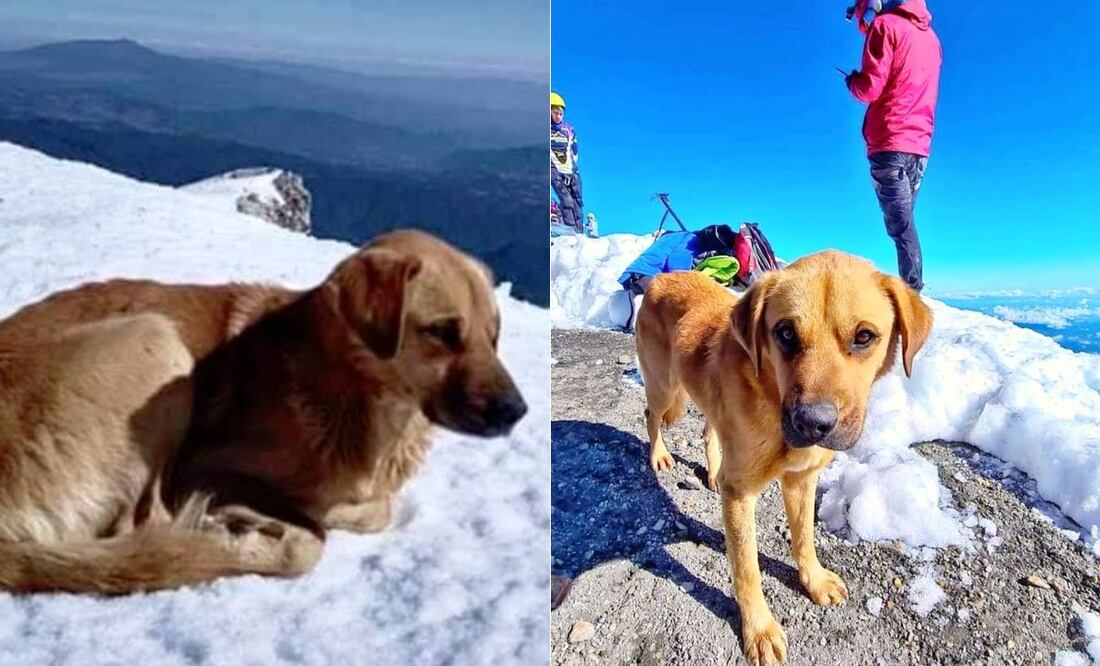Canelo se viralizó en redes por su historia en el Pico de Orizaba | Foto: Redes Sociales