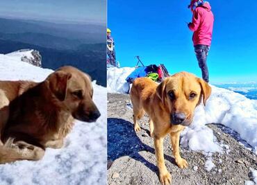 La historia de Canelo, el perro que desafió el frío en la cima del Pico de Orizaba
