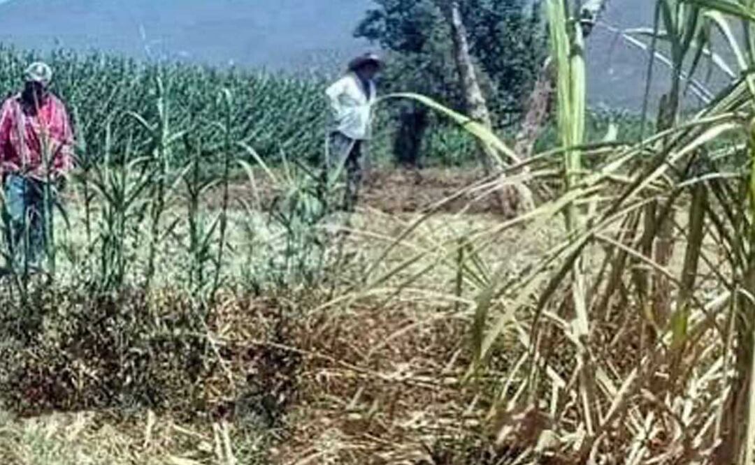 Un hombre fue encontrado muerto y golpeado por trabajadores del campo en el paraje Los Amates | Foto: Agencia es Imagen para El Universal Puebla