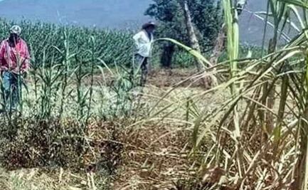 Campesinos hallan cadáver golpeado en Ajalpan